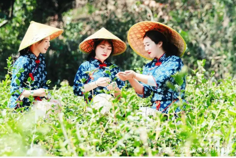 葉葉知春！無(wú)錫毫茶已經(jīng)開(kāi)采