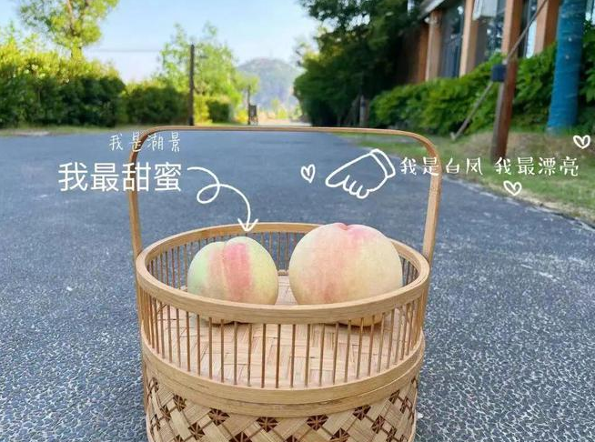 “大白鳳、小湖景”