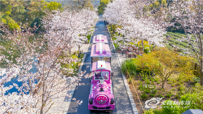 “花經濟”借“花”綻放，無錫深挖“賞花+”讓“花海經濟”四季如春